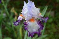 Triple Take Bearded Iris Seeds