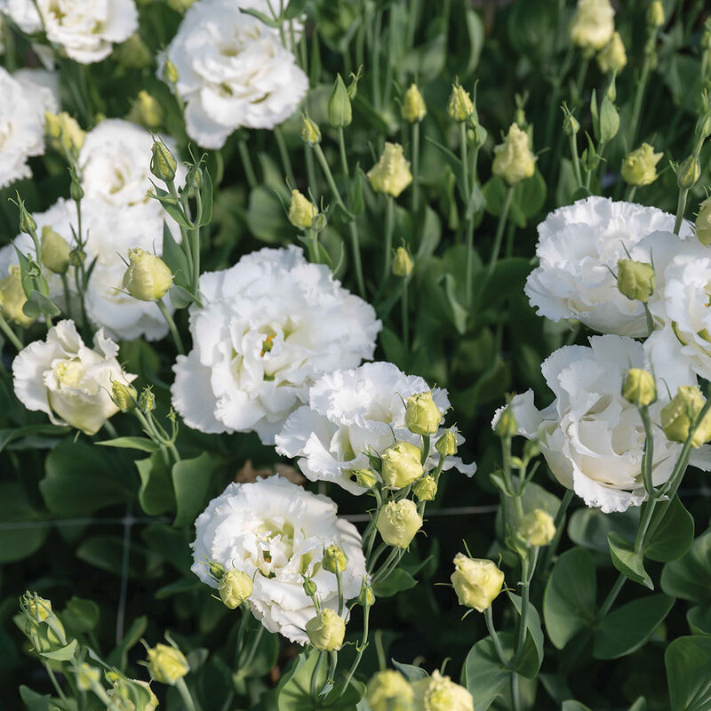 Corelli Sugoi III White Lisianthus Seed