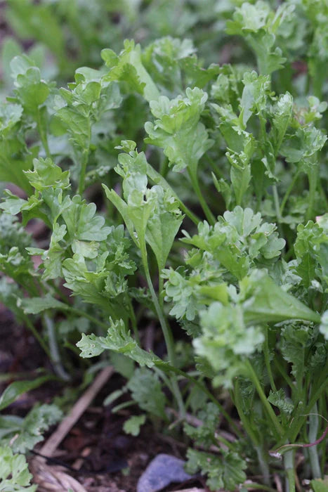 Wrinkled Crinkled Cress – Green Seed