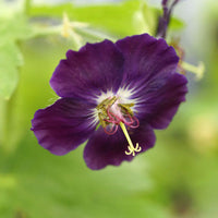 Raven Everblooming Hardy Geranium