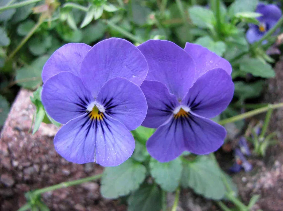 Viola- Blue Perfection