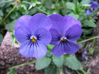 Viola- Blue Perfection