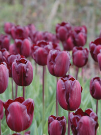 Tulip- Continental