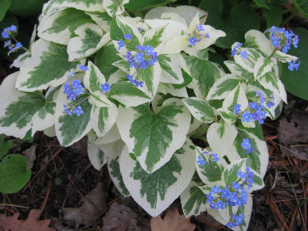 Variegata Siberian Bugloss