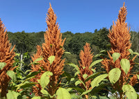 Grain Amaranth- Golden