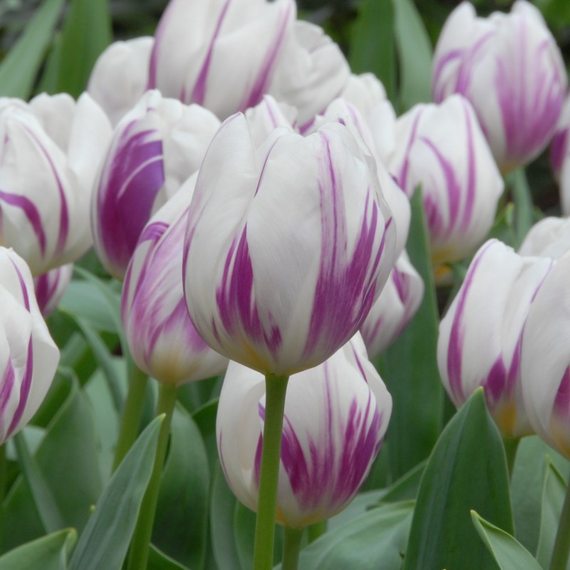 Tulip Flamingo Flag White Purple Bulbs