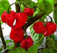 Chilli- Habanero Red