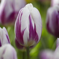 Tulip Flamingo Flag White Purple Bulbs