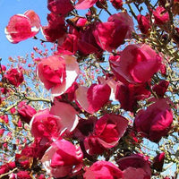 Magnolia Seeds Garden Light Fragrant Tree Seeds Ornamental Plant