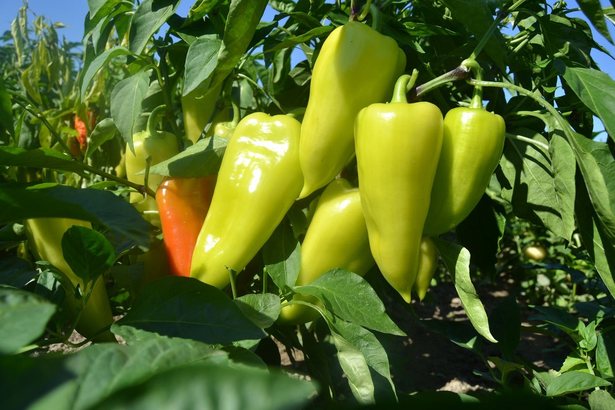 Capsicum- Sweet Cubanelle