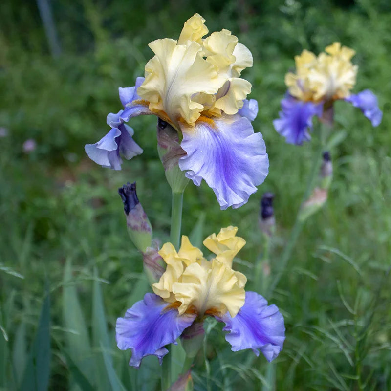 Bearded Iris- Edith Woolford