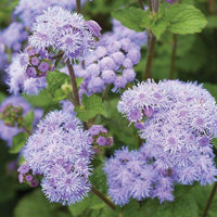 Ageratum Seeds Annual Blue Purple Beautify Flowers Plants Seeds