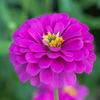 Zinnia Elegans Purple Flower Seeds