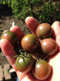 Black Cherry – Organic Tomato Seed