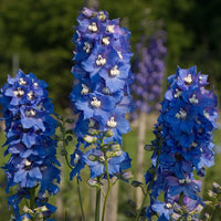 Magic Fountains Mid Blue White Bee – Delphinium Seed