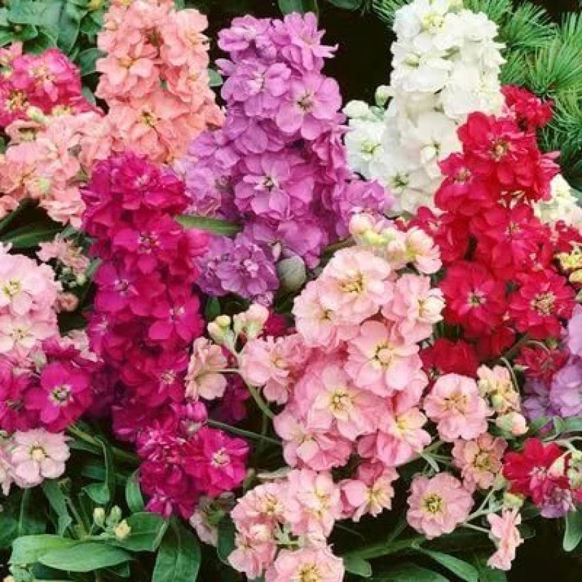 Stock Matthiola Incana Double Mixed Color Flower Seeds