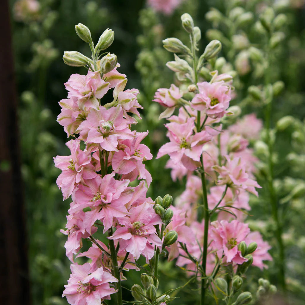 QIS? Light Pink – Larkspur Seed