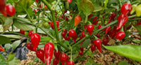 Biquinho Red – Piquillo Pepper Seed