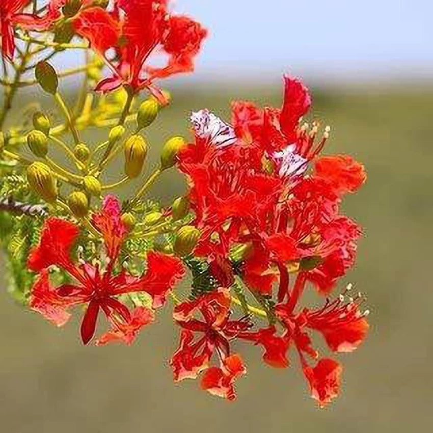 Delonix Regia Gulmohar Seeds