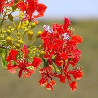 Delonix Regia Gulmohar Seeds