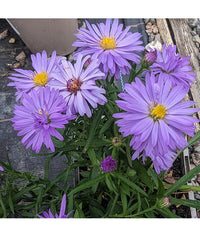 Blue Lagoon Daisy Aster