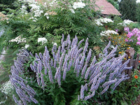 Blue Fortune Anise Hyssop