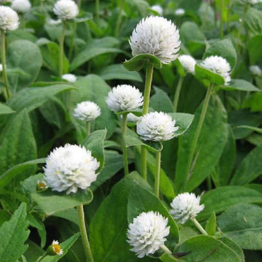 Audray White – Gomphrena Seed