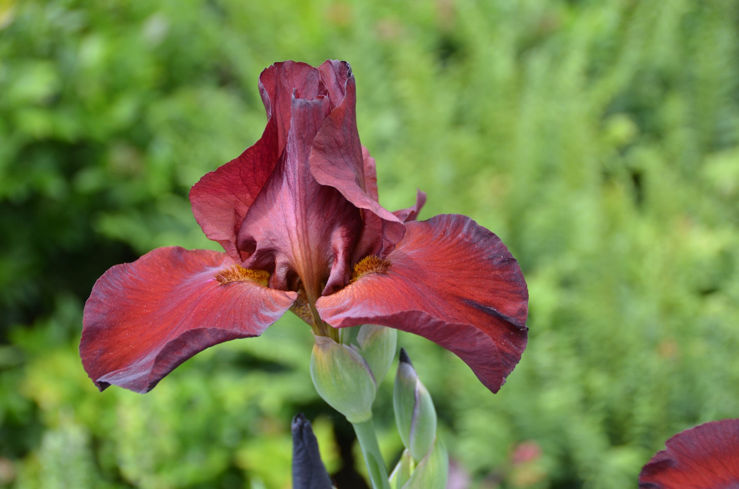 Berry Fulfilling Bearded Iris