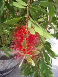 Callistemon Citrinus Bottle Brush Seeds