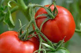 Bigdena/Shin Cheong Gang Grafted – Organic Tomato Seeds