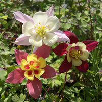 McKana Giants Mix – Columbine Seed