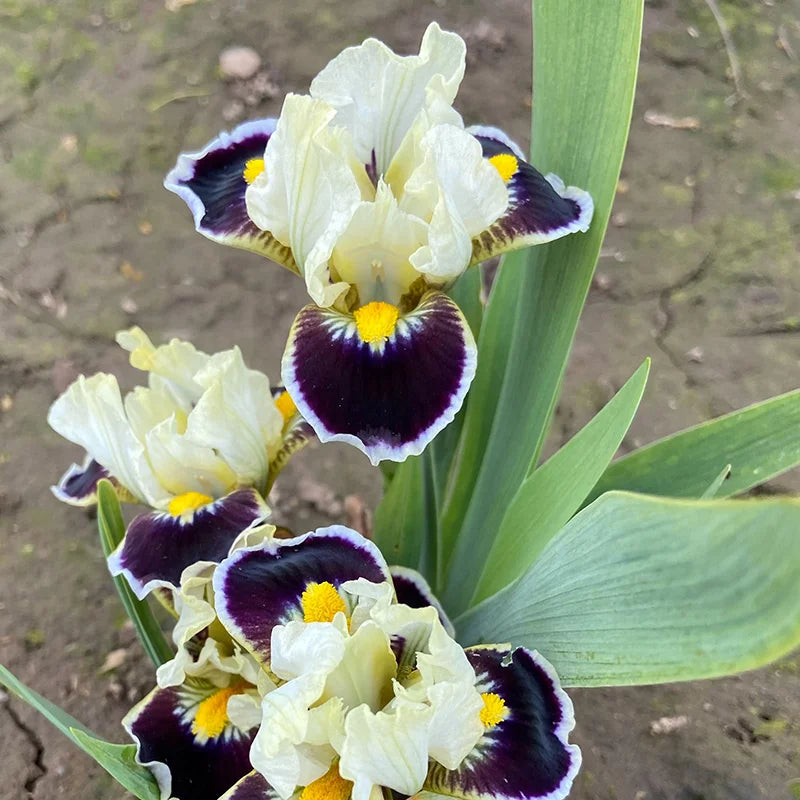 Bighorn Dwarf Bearded iris