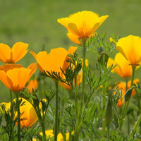 California Poppy – Flower Seed