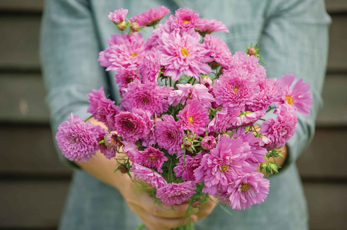 Double Click Rose Bon Bon – Cosmos Seed