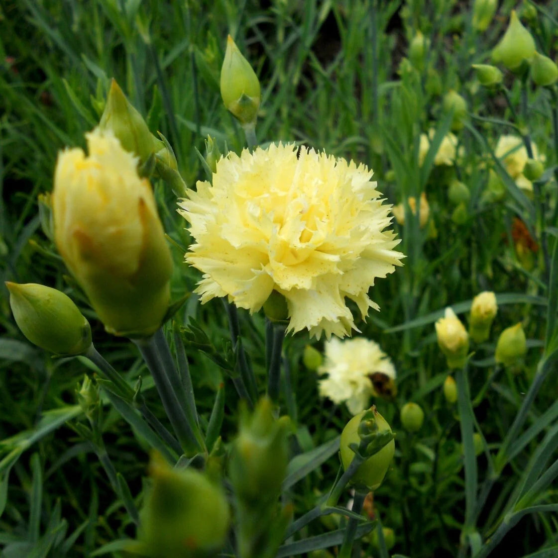 Marie Chabaud – Dianthus Seed