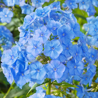 Blue Boy Phlox