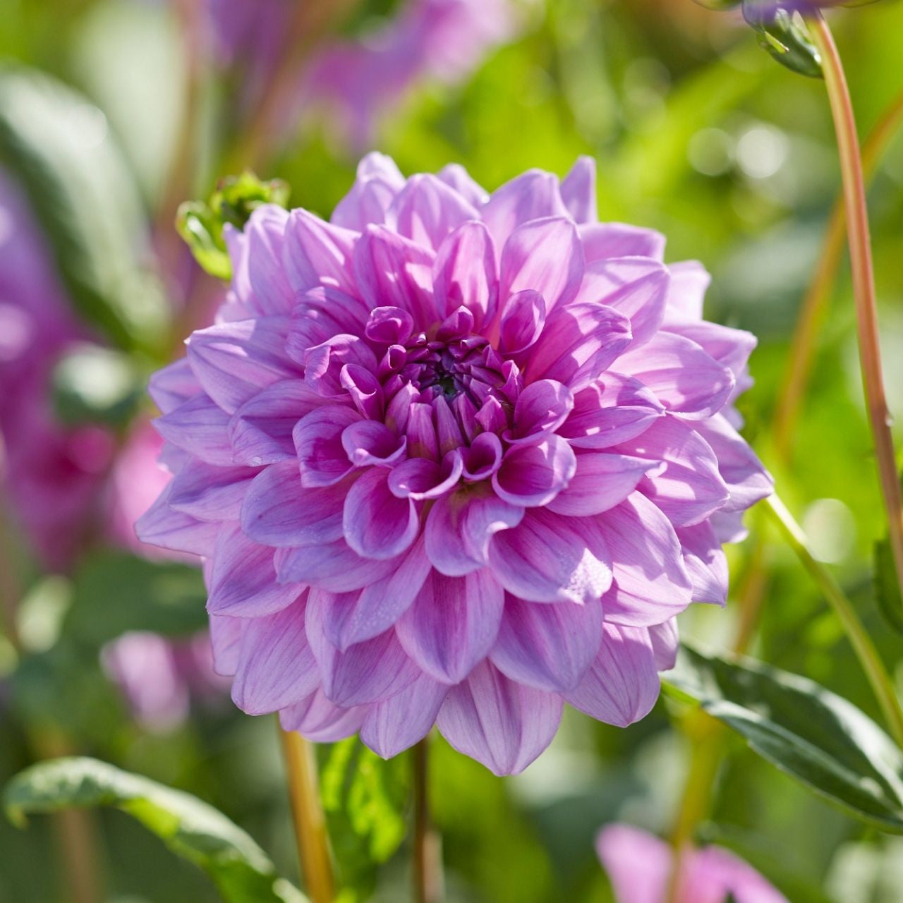 Blue Boy Dahlia