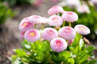 Bellis Perennis Daisy Mixed Color Flower Seeds