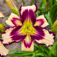 Constant Colour Reblooming Daylily Collection