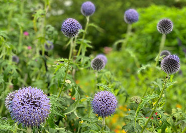 Taplow Blue Globe Thistle