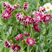 Barlow Mix – Columbine Seed