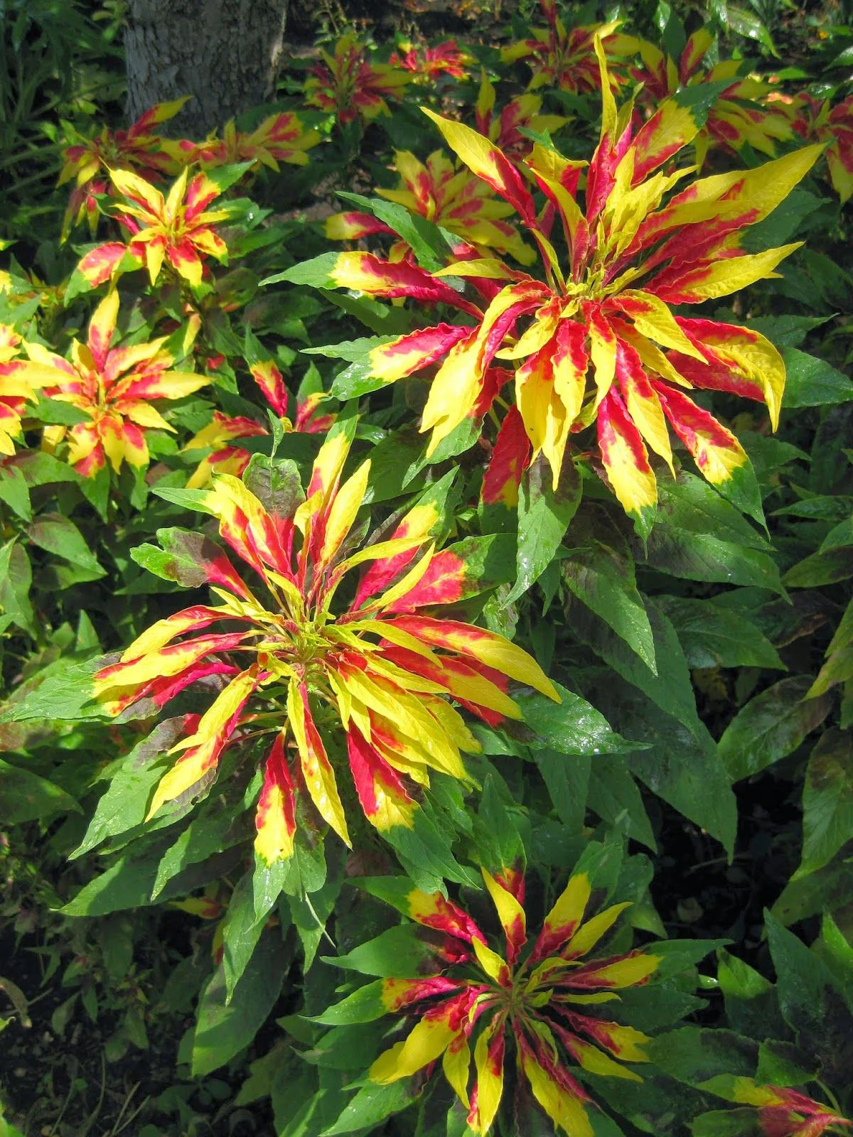 Amaranthus Tricolour Mixed Color Desi Flower Seeds