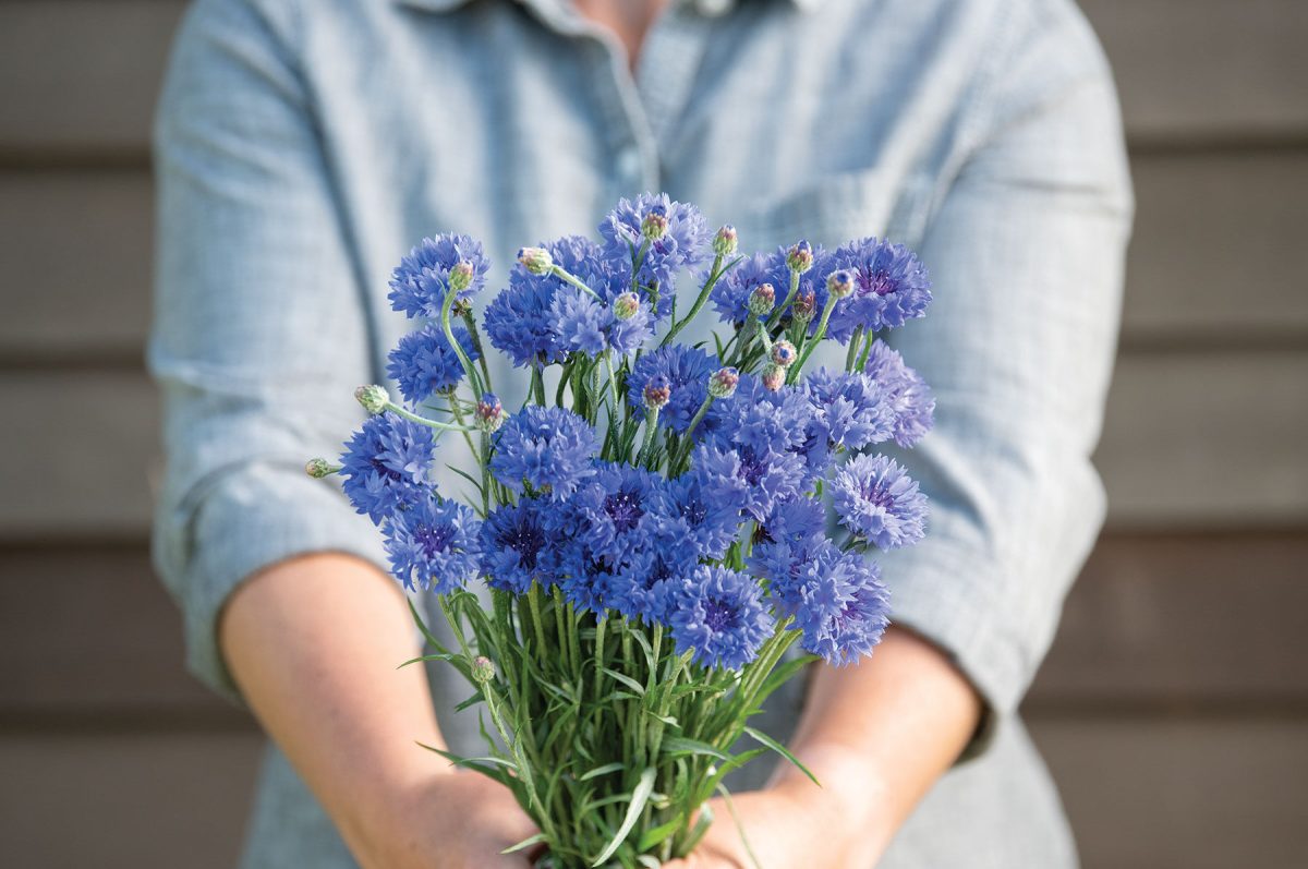 Tall Blue Boy – Organic Centaurea Seed