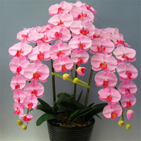 Indoor Balcony Office Rare Orchid Seeds Phalaenopsis Orchid Seed