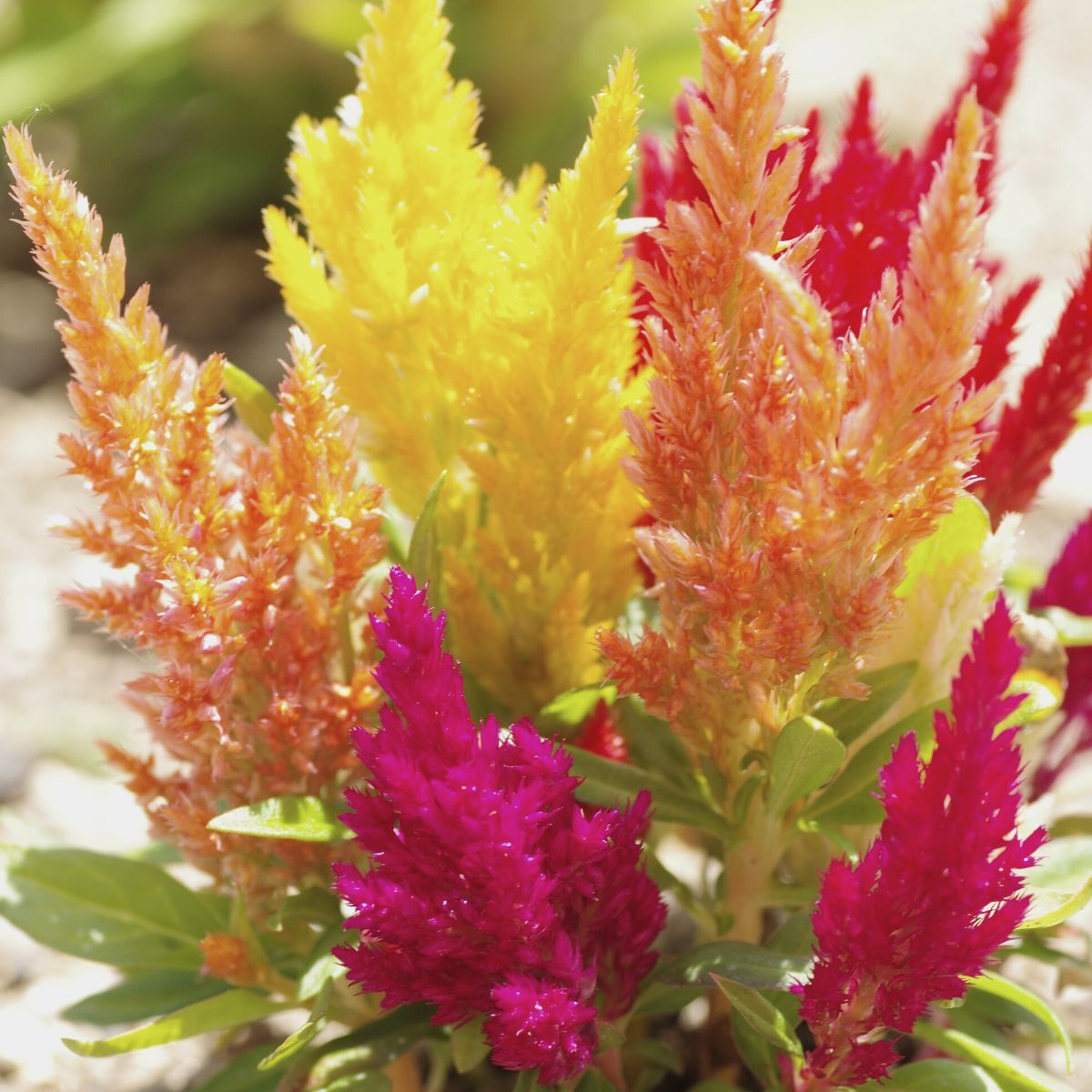 Pampas Plume – Celosia Seed