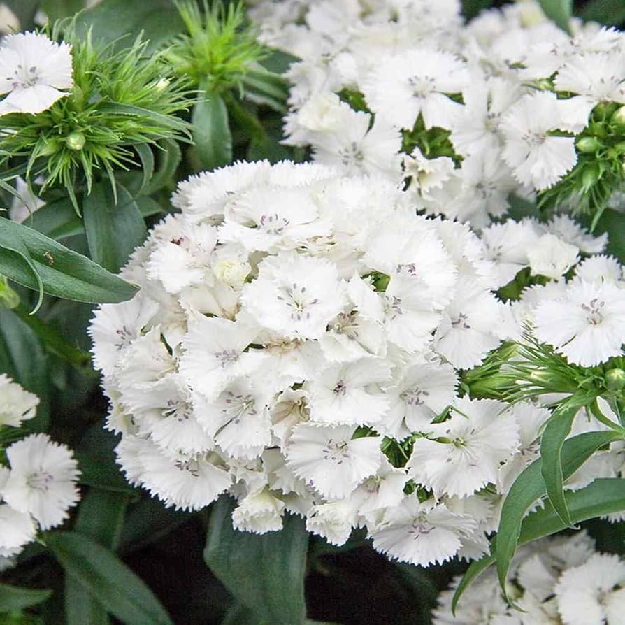 Sweet White – Dianthus Seed