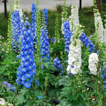 Delphinium Grandiflorum Flower Seeds Home Gardening Bonsai Garde