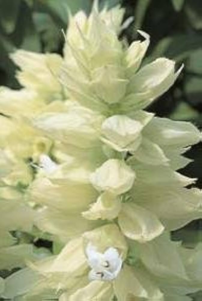 Salvia Salsa White Flower Seeds