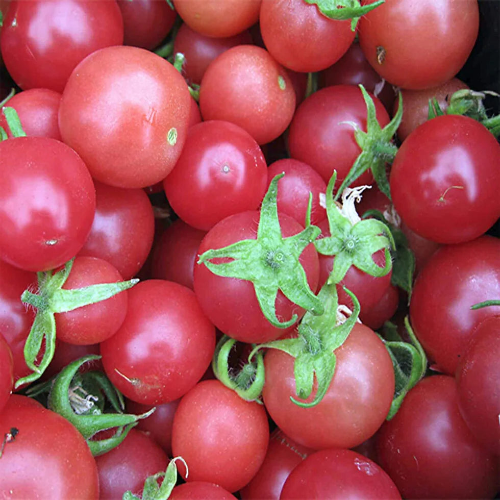 Tomato- Pink Marbles