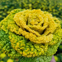 Tatsoi - Flat Cabbage Seeds